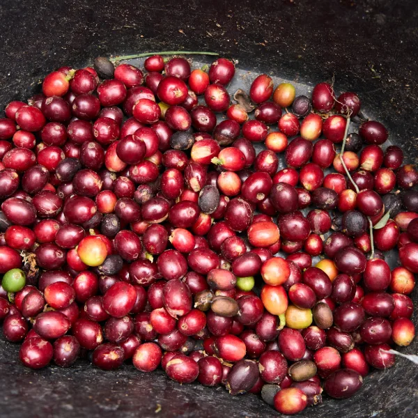 Cerezas maduras de café de especialidad recién cosechadas en la Finca Palermo