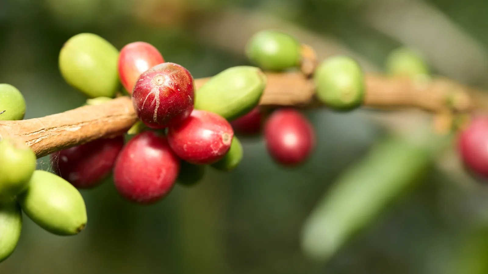 Frutos de café Bourbon en la rama, cultivo a 1.650 metros de altitud en Pradera, Valle del Cauca