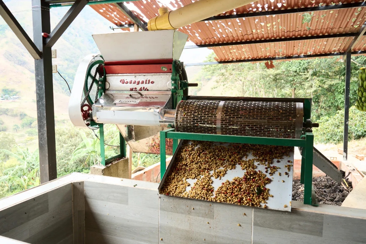 Despulpado de café variedad Castillo y Cenicafé con proceso suave lavado en la Finca Palermo